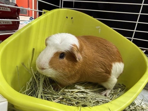 PROF. MARMALADE - Guinea Pig available for adoption