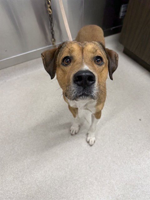 REX - Hound for adoption in Fairbanks