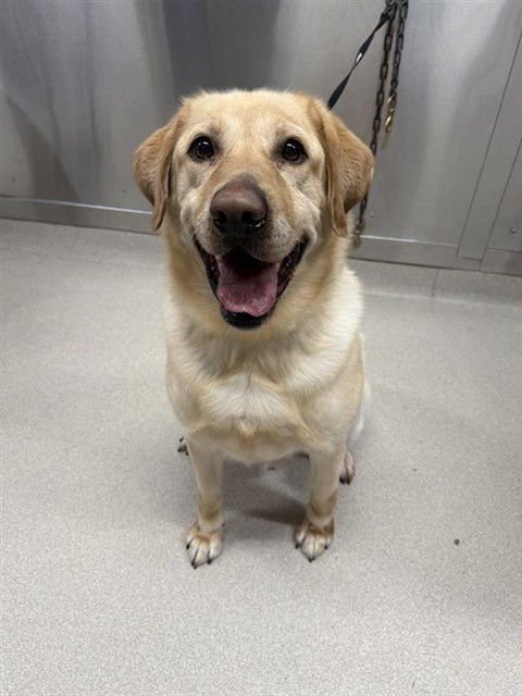 OTIS - Labrador Retriever available for adoption