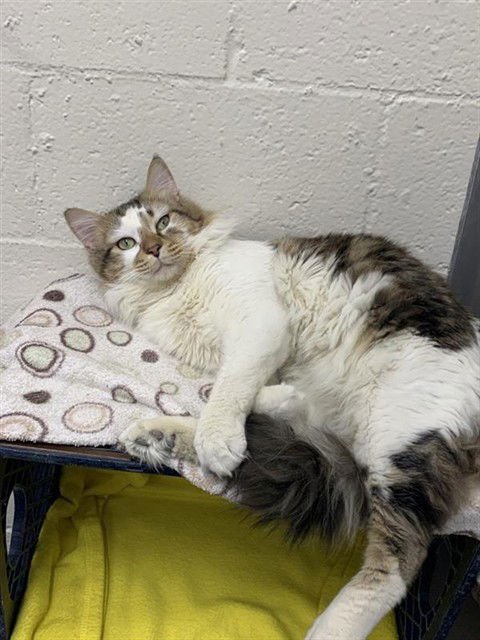 WOODY - Domestic Medium Hair available for adoption