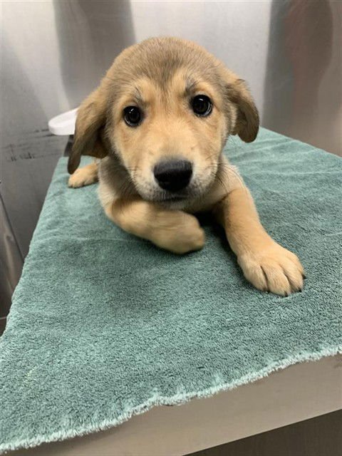 *MOUSE - Husky available for adoption