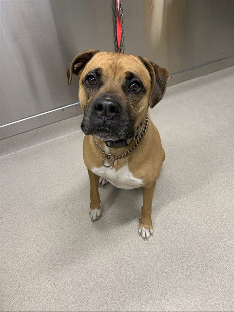 TUCKER - Boxer / Labrador Retriever for adoption in Fairbanks