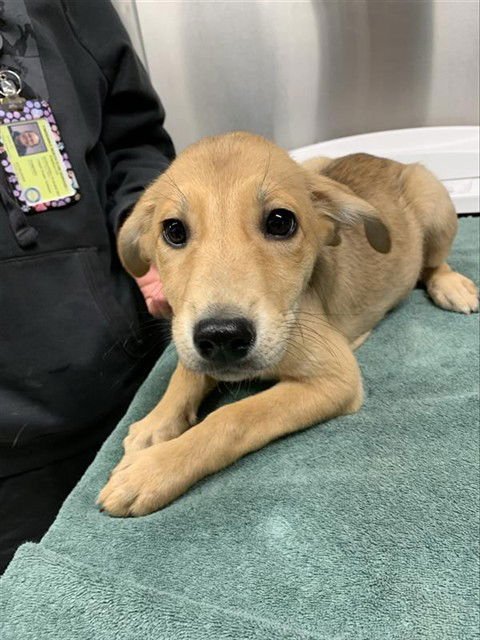 *DUCKY - Husky available for adoption