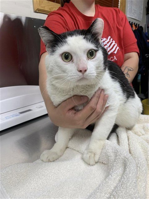 SQUIGGLES - Domestic Short Hair available for adoption
