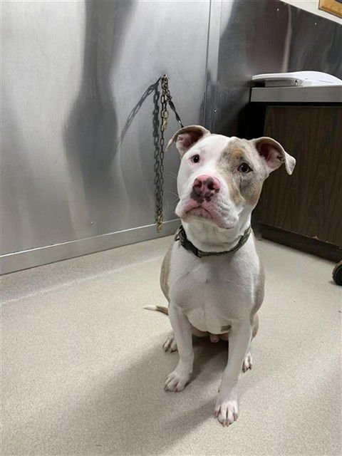 DJINN - American Pit Bull Terrier available for adoption