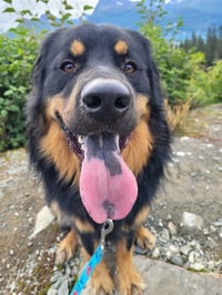 KONG - Photo 1