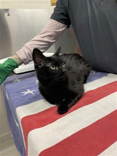 *NARCISSA - Domestic Short Hair available for adoption