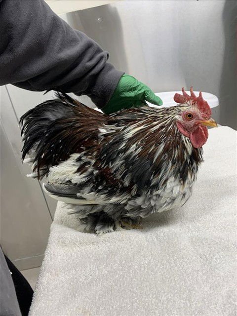 PUFF - Chicken available for adoption