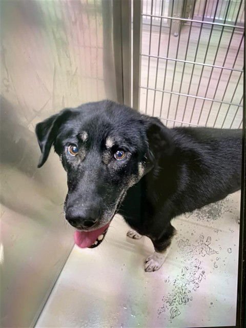 GINNY - Husky / German Shepherd Dog available for adoption