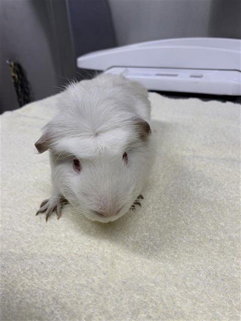 *TOM - Guinea Pig available for adoption