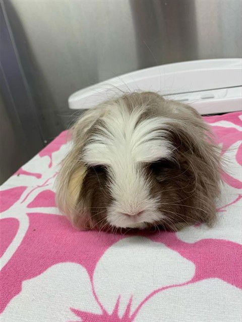 *BERTHA - Guinea Pig available for adoption