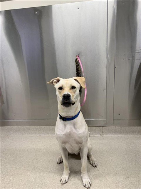 WILLIE - Labrador Retriever / Pit Bull Terrier for adoption in Fairbanks
