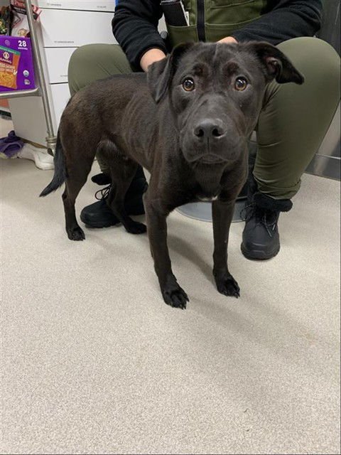 *TISH - Husky available for adoption