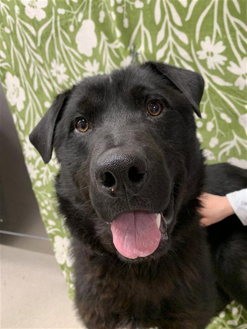 *CORNELIUS - Chow Chow / Husky available for adoption