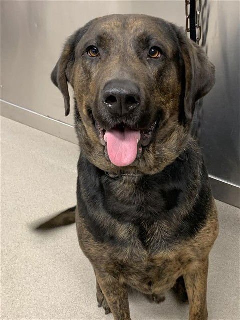 SHADOW - Mastiff / Labrador Retriever available for adoption