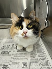 PATCHES - Photo 1