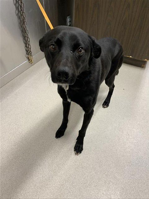 FOUR - Husky / Pointer available for adoption