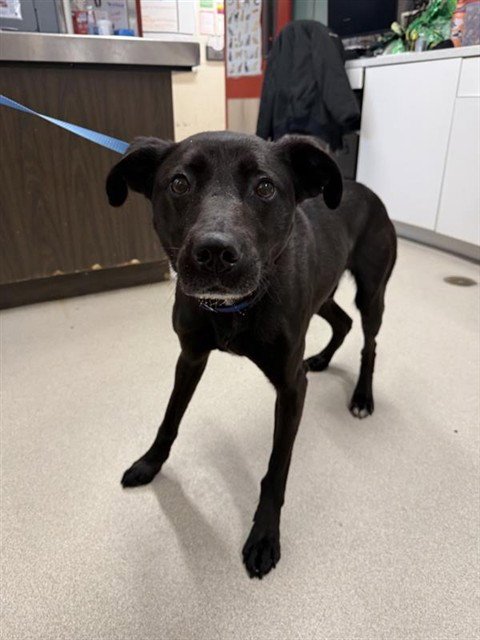 FOUR - Husky / Pointer for adoption in Fairbanks