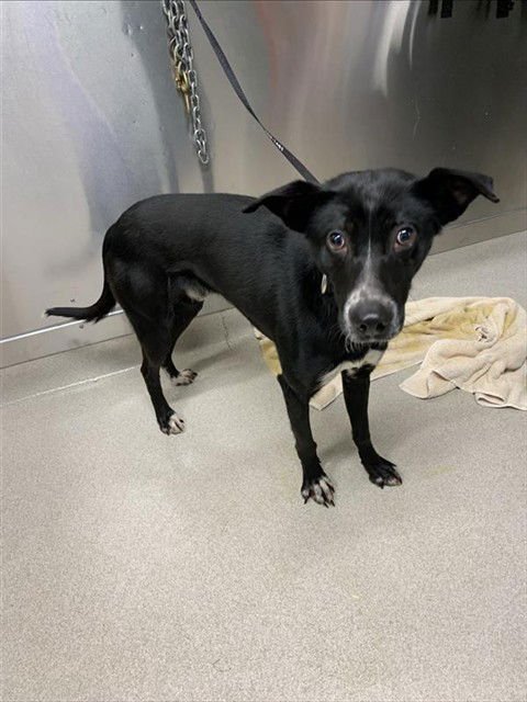 PIKE - Husky / Pointer available for adoption