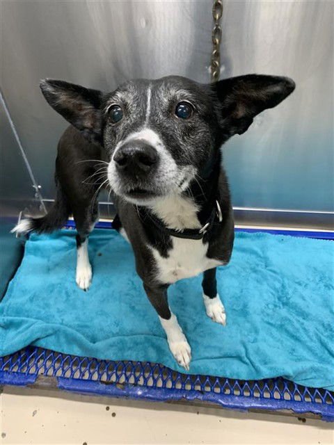 LIL BIT - Husky available for adoption