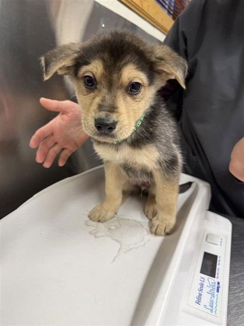 *BRUIN - Husky available for adoption