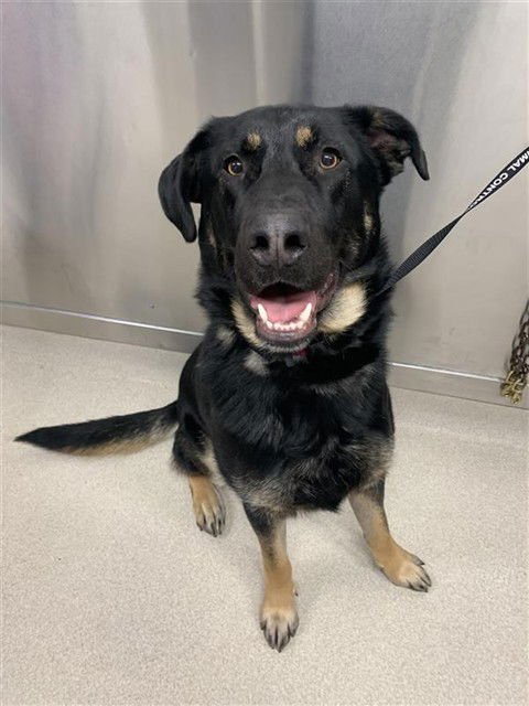 MARSHALL - German Shepherd Dog / Labrador Retriever available for adoption