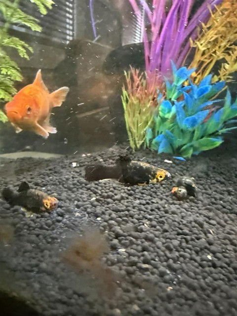 *DAPHNE - Fish available for adoption