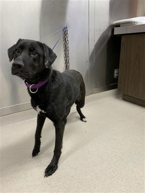 LOLA - German Shepherd Dog / Labrador Retriever available for adoption