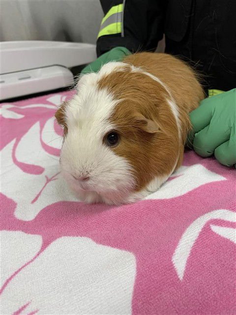 *MARG - Guinea Pig available for adoption