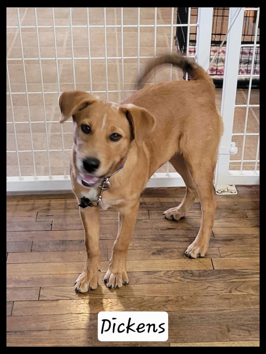 DICKENS - Terrier available for adoption