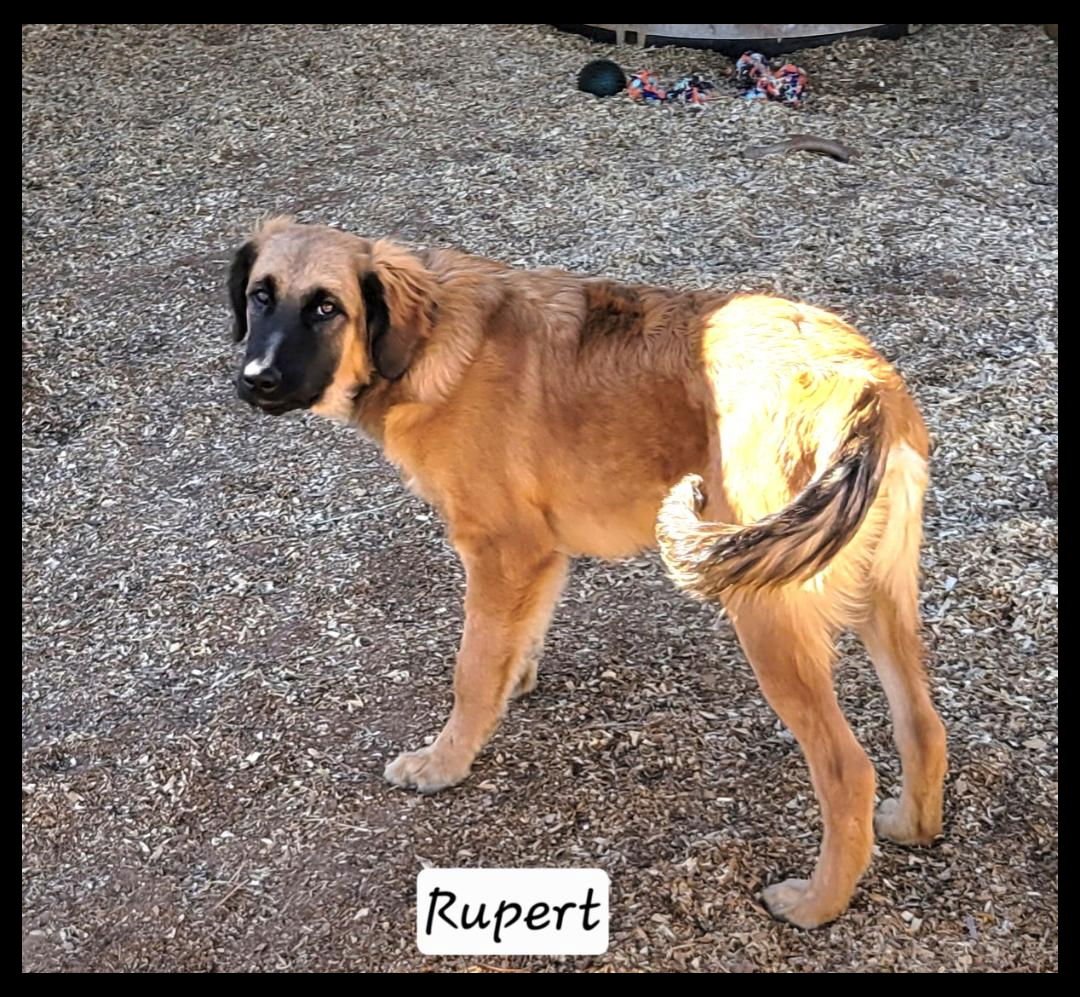 RUPERT - Shepherd / Golden Retriever available for adoption