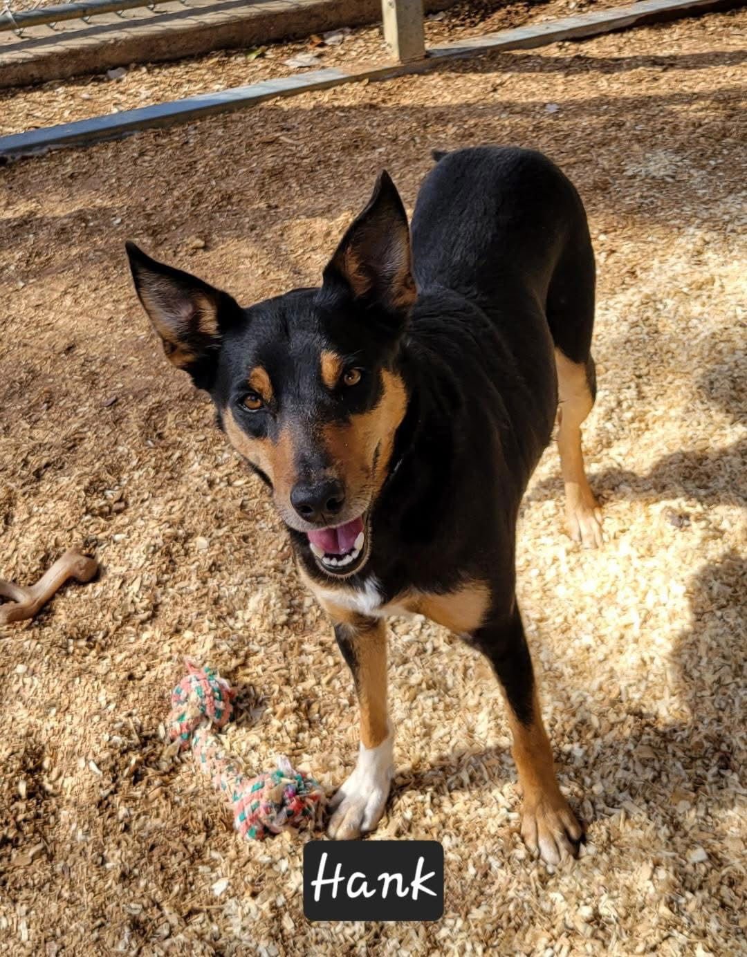 HANK - Shepherd available for adoption