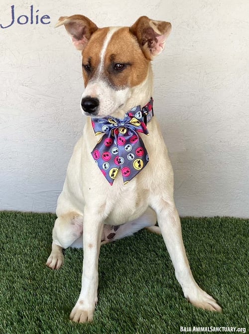 JOLIE - Jack Russell Terrier / Yellow Labrador Retriever available for adoption