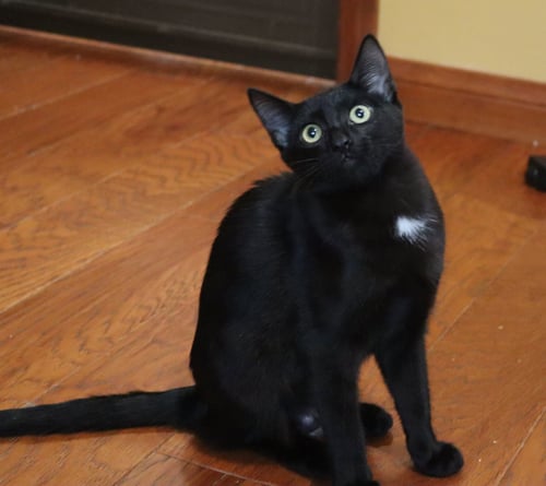 MAYA