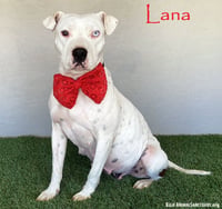Lana - Photo 1