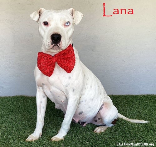 LANA - Pit Bull Terrier available for adoption