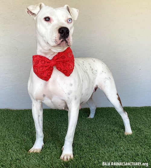 LANA - Pit Bull Terrier available for adoption