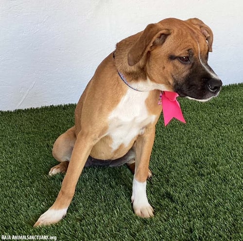 GAYLE - Boxer / Labrador Retriever available for adoption