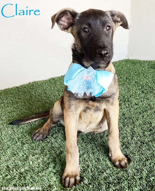 CLAIRE - German Shepherd Dog / Belgian Shepherd Malinois available for adoption