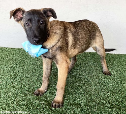 CLAIRE - German Shepherd Dog / Belgian Shepherd Malinois available for adoption