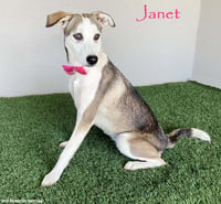 Janet - Photo 1