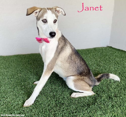JANET - Labrador Retriever / Husky available for adoption
