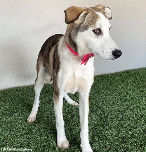 JANET - Labrador Retriever / Husky available for adoption