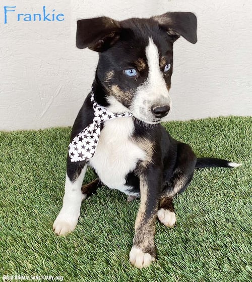 FRANKIE