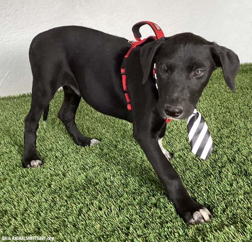 ALLEN - Labrador Retriever / Border Collie available for adoption