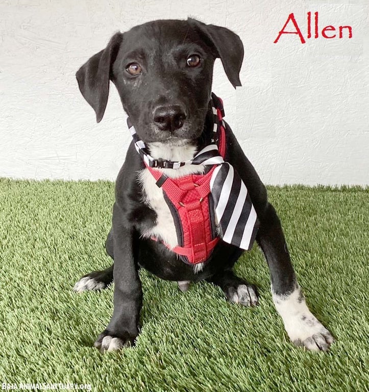 Allen Image