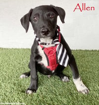 Allen - Photo 1