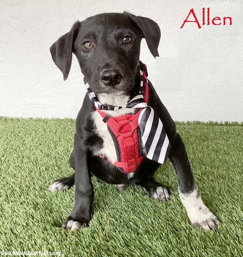 ALLEN - Labrador Retriever / Border Collie available for adoption