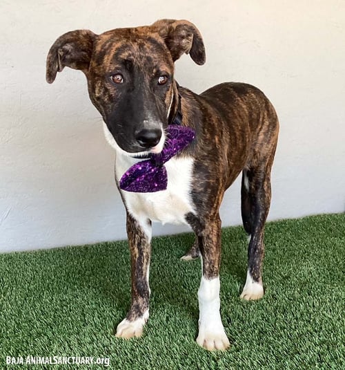 WENDY - Dutch Shepherd / Pit Bull Terrier available for adoption