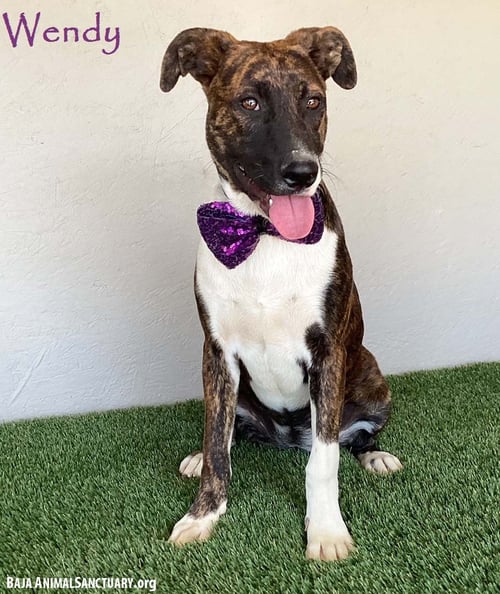 WENDY - Dutch Shepherd / Pit Bull Terrier available for adoption